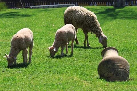 Halil Usta Kurbancılık